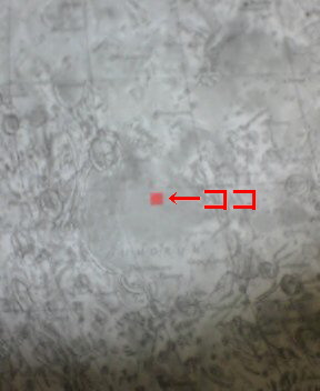 NEC_0082.jpg